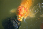 Koi Eating Near Turtle