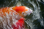 Koi Feeding at the Surface