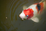 Koi Feeding near the Surface