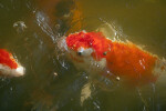 Koi Feeding