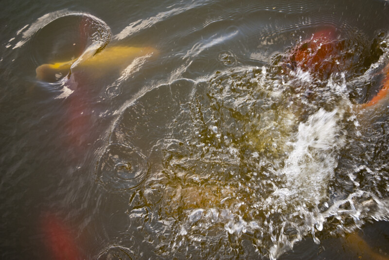 Koi Fish Splashing in Water