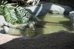 Komodo Dragon in Water