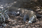 Komodo Dragon Napping