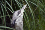 Kori Bustard