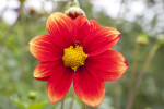 "Korona" Dahlia Flower