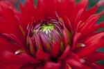 "Korsarz" Dahlia Close-Up