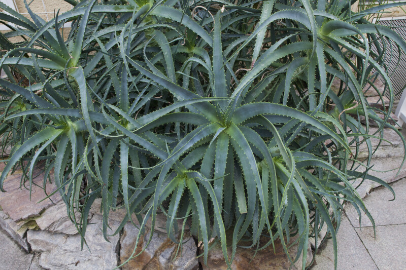 Krantz Aloe