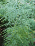 Lace Fern