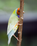 Lady Gouldian Finch on Branch