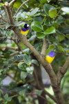 Lady Gouldian Finch