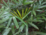 Lady Palm