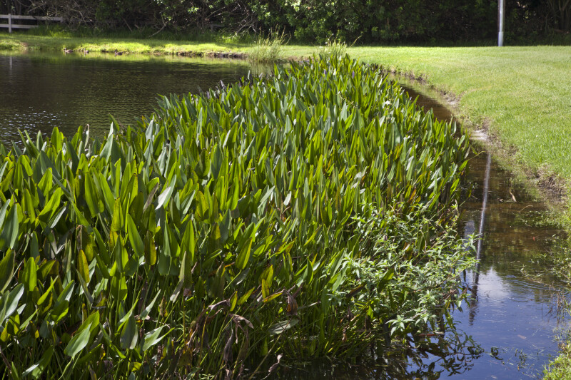 Lake Edge with Alligator Flag Plants