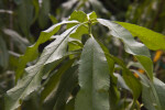 Lanceolate Flordabelle Peach Leaves