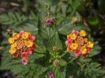 Lantana Camara