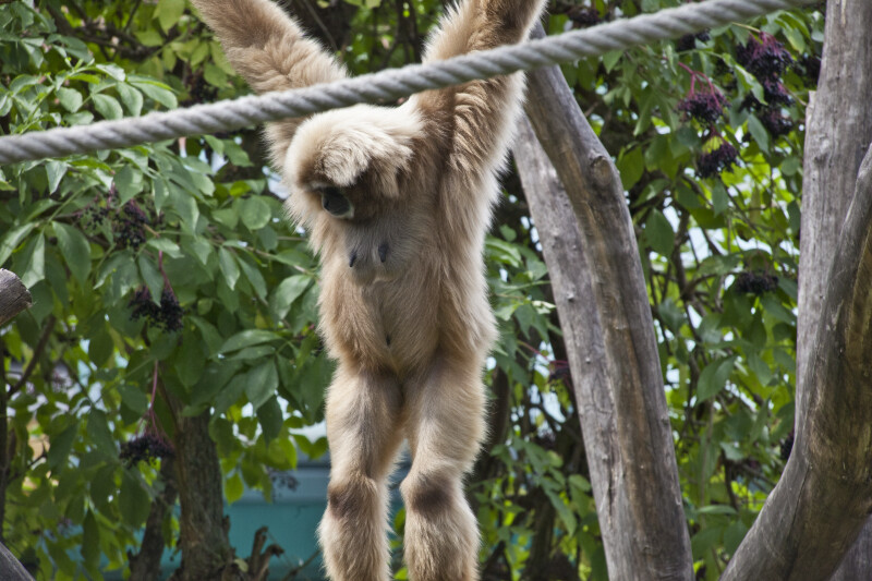 Lar Gibbon on Rope