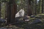 Large Boulders in the Woods