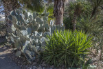 Large Cactus in the Alamo Convento Garden