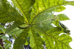 Large Papaya Leaf