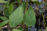 Large, Simple Alligator Flag Leaves