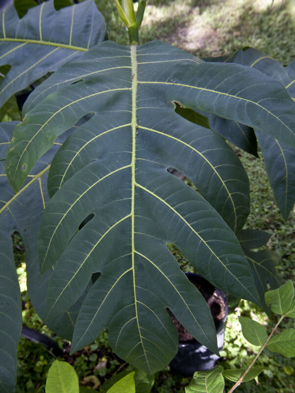 Large, Thick Breadfruit Leaves