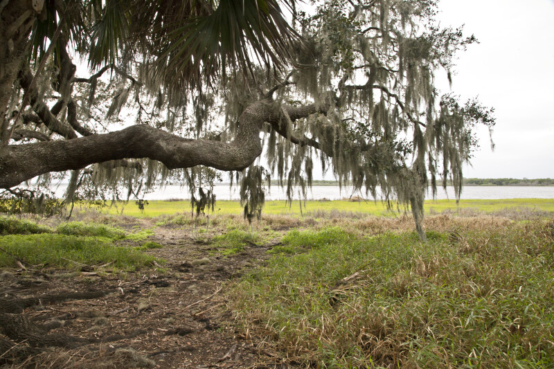 Large Tree Branch Extending Over a Grassy Area in Front of Lake Myakka