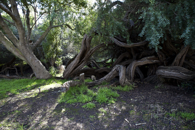 Large, Twisted Tree Trunks