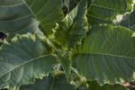 Large Variegated Angel's Trumpet Leaves