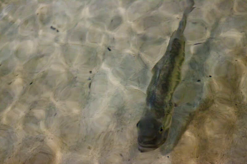 Largemouth Bass Refracted