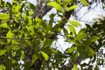 Laurel Oak Leaves and Branches