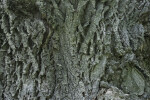 Lavalle Cork Bark Detail