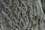 Lavalle Cork Bark Texture