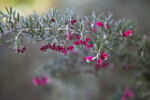 Lavender Grevillea Branch