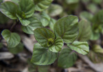 Lavender Mint at the Fruit and Spice Park