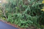 Lawson's Cypress Branches