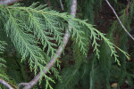 Lawson's Cypress Scaly Leaves