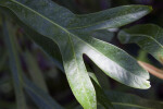 Leaf at the Fairchild Tropical Botanic Garden