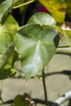 Leaf of a Hildegardia populifolia