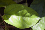 Leaf of a "Ruby Glow"  Vine