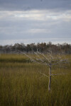 Leafless Dwarf Cypress