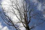 Leafless Oak with Acorns on its Branches