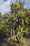 Leafless Shrub Growing Amongst a Fruiting Cactus