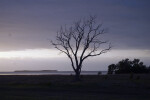 Leafless Tree