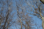 Leafless Trees at Boyce Park