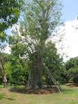 Leaning Baobab