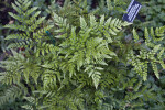 Leatherleaf Fern Leaves