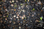 Leaves and Branches in Mud