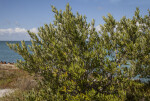 Leaves and Branches of Mangrove