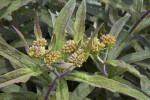 Leaves and Emerging Flower Heads of a Butterfly Weed Plant