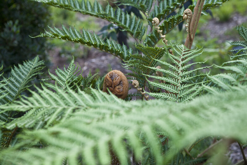 Leaves and Fiddleheads of a Norfolk Island Fern