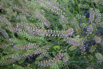 Leaves and Shrubs with a Silvery Appearance